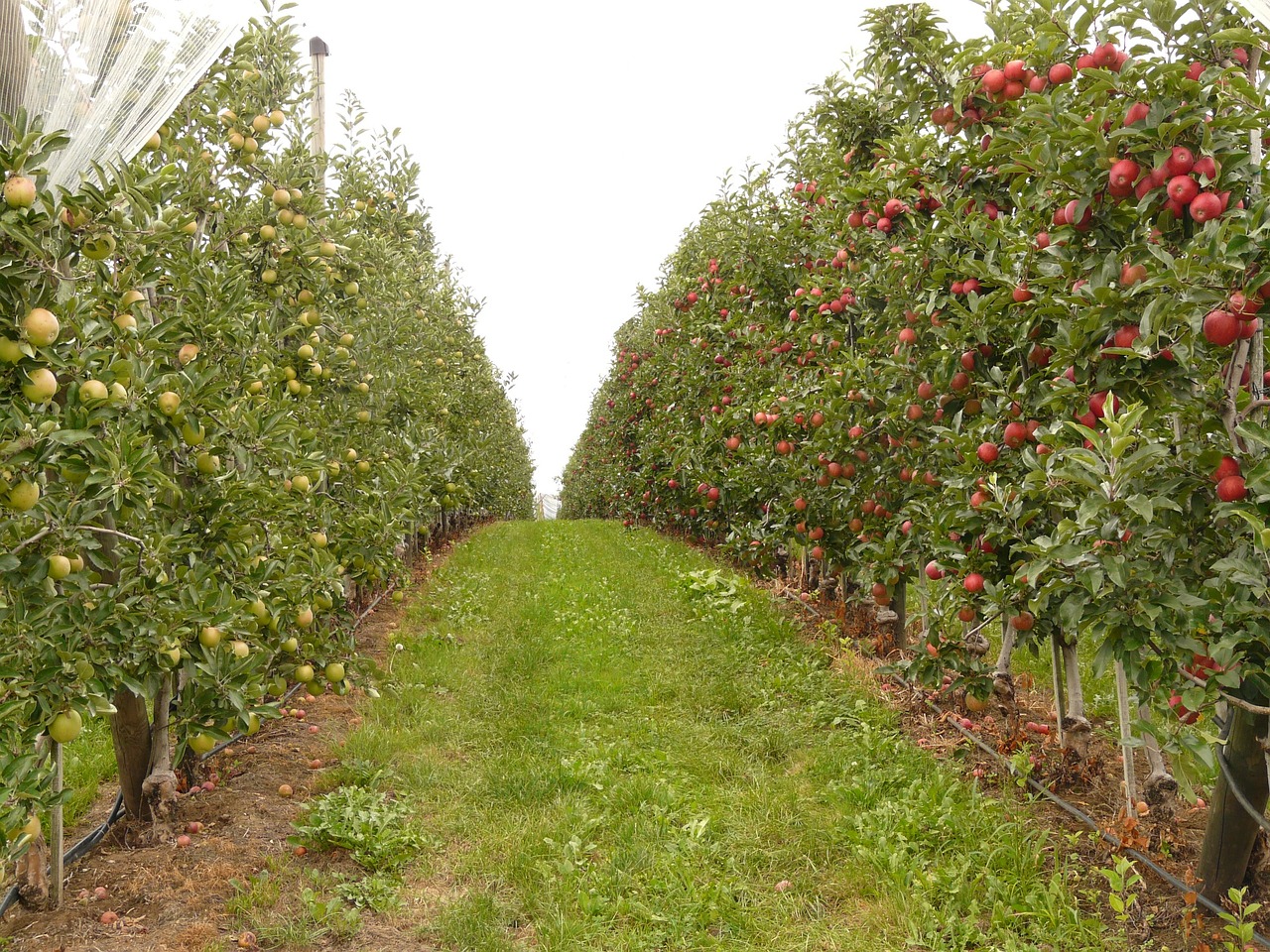 How to Create Your Own Backyard Orchard